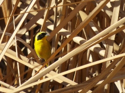 Belding's Yellowthroat